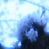 blue blossom