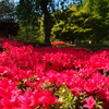vivid color