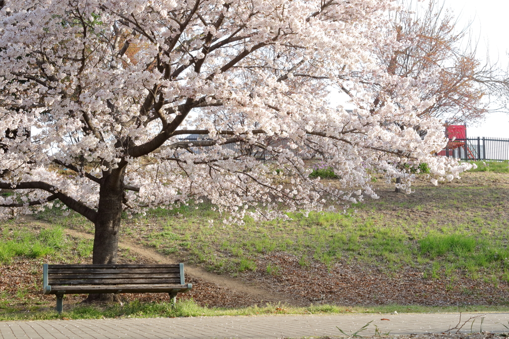 春の朝 By Kon T Id 写真共有サイト Photohito