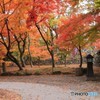 懐古園の紅葉