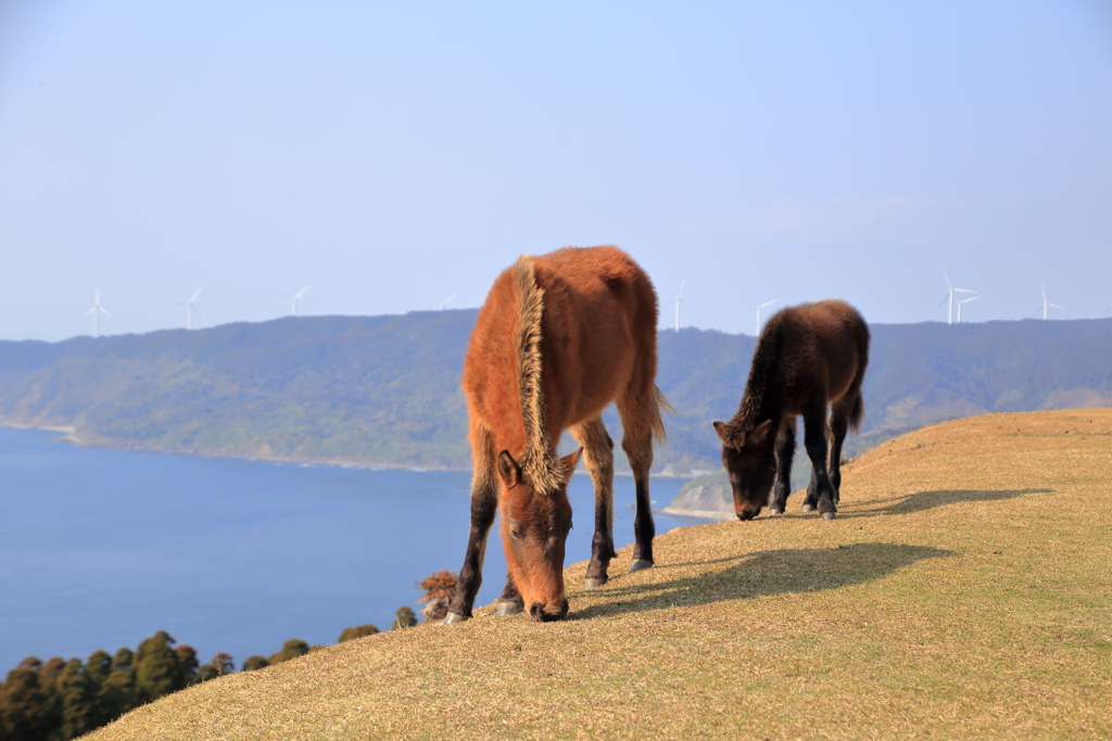 野生の馬
