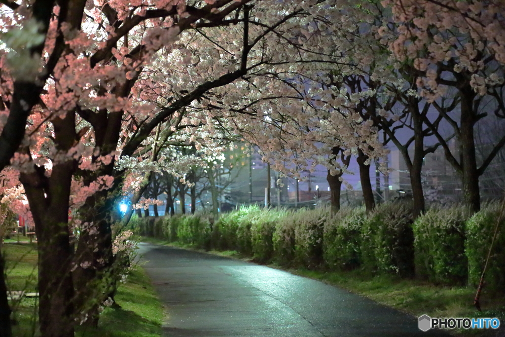 2017年の桜　4