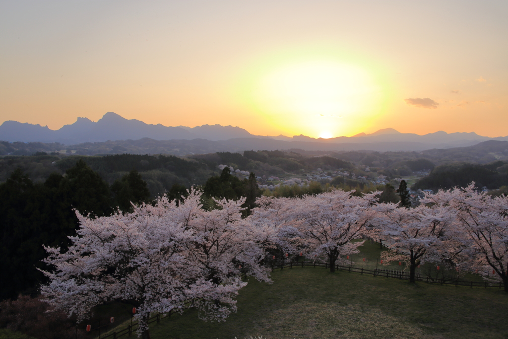 沈む夕日と桜の公園