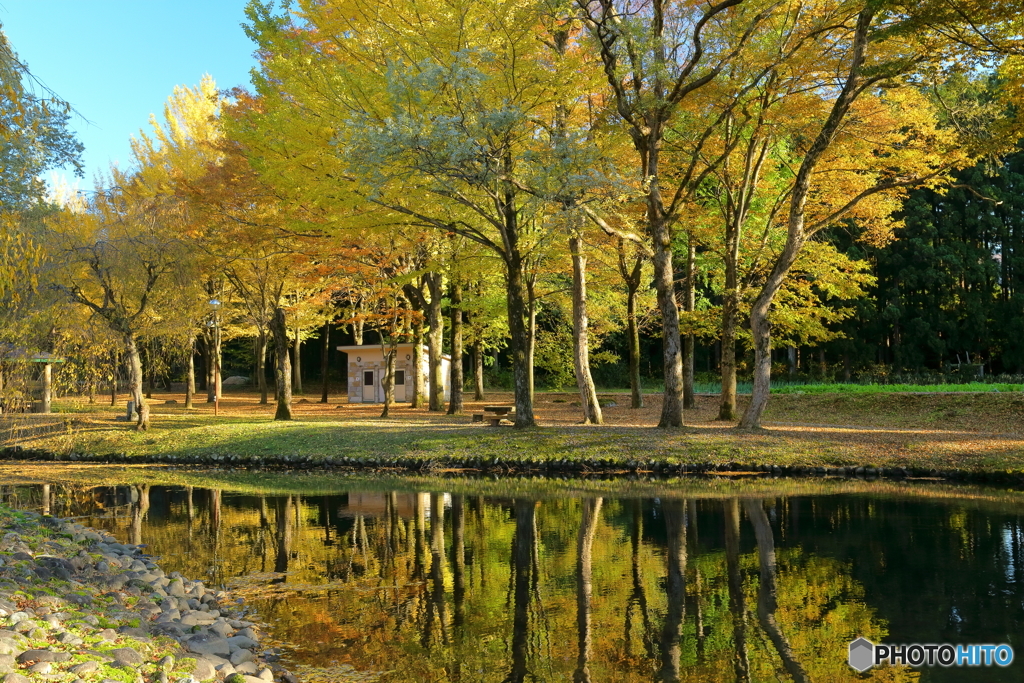 紅葉する公園