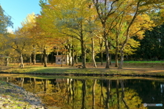 紅葉する公園