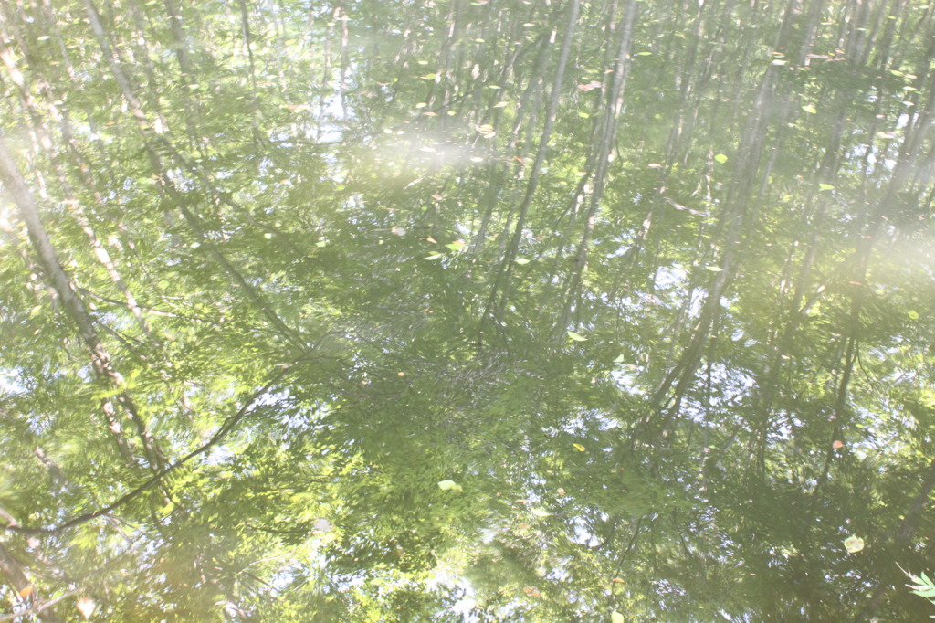 水の中の林
