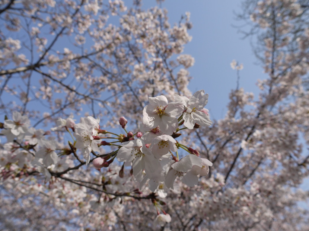 桜