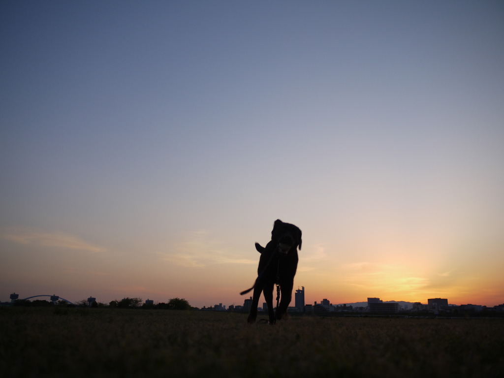 犬