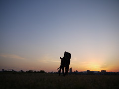 犬