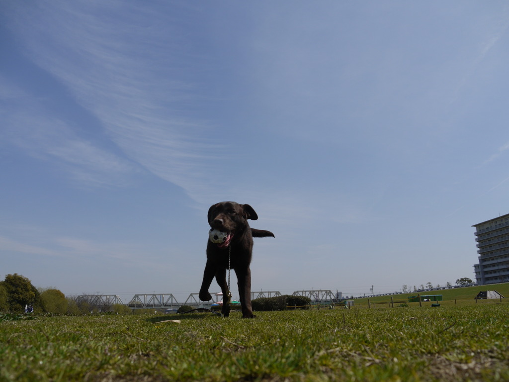 犬
