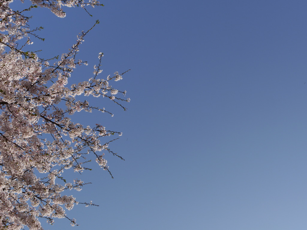 桜