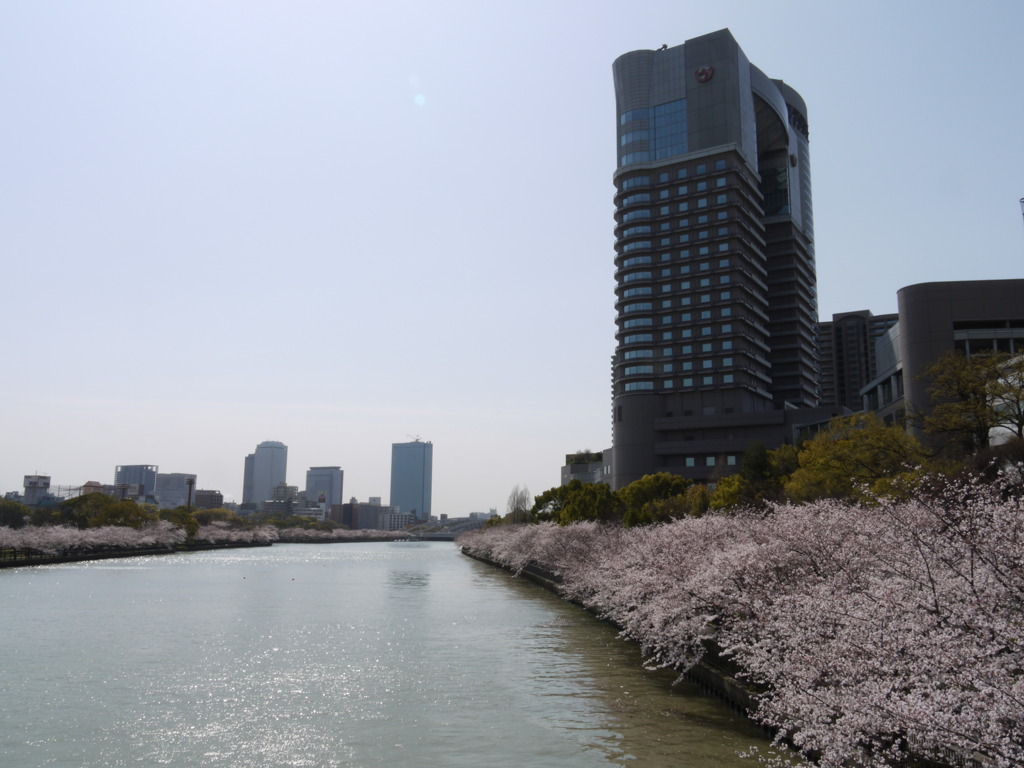 桜