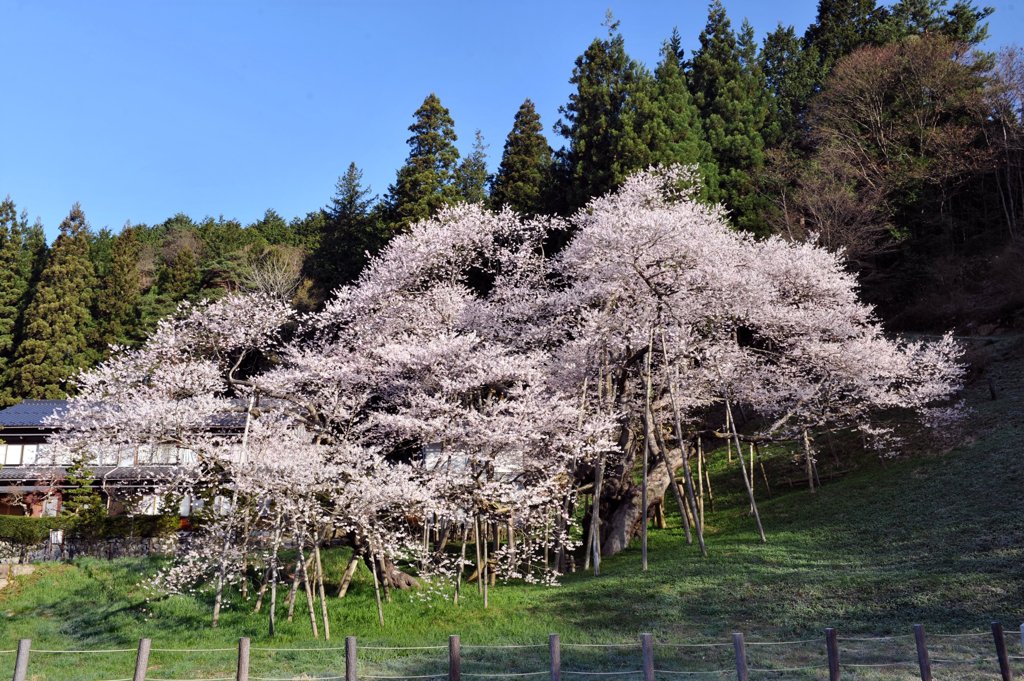 臥龍桜のスマイル