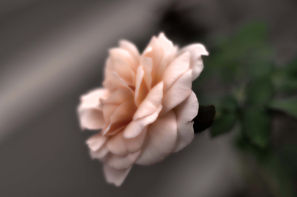 なんて花？