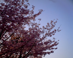 2010年の桜