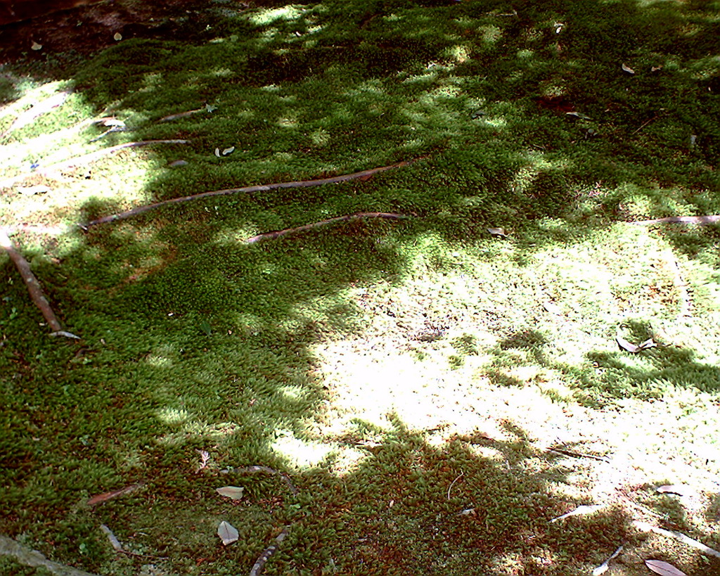 苔生す寺