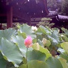法金剛院
