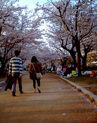 桜デート
