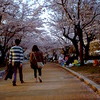 桜デート