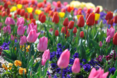 チューリップの花