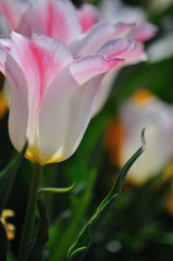 白いチューリップ