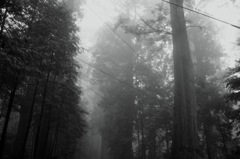 Nikko