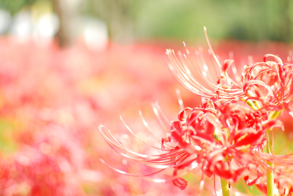 曼珠沙華