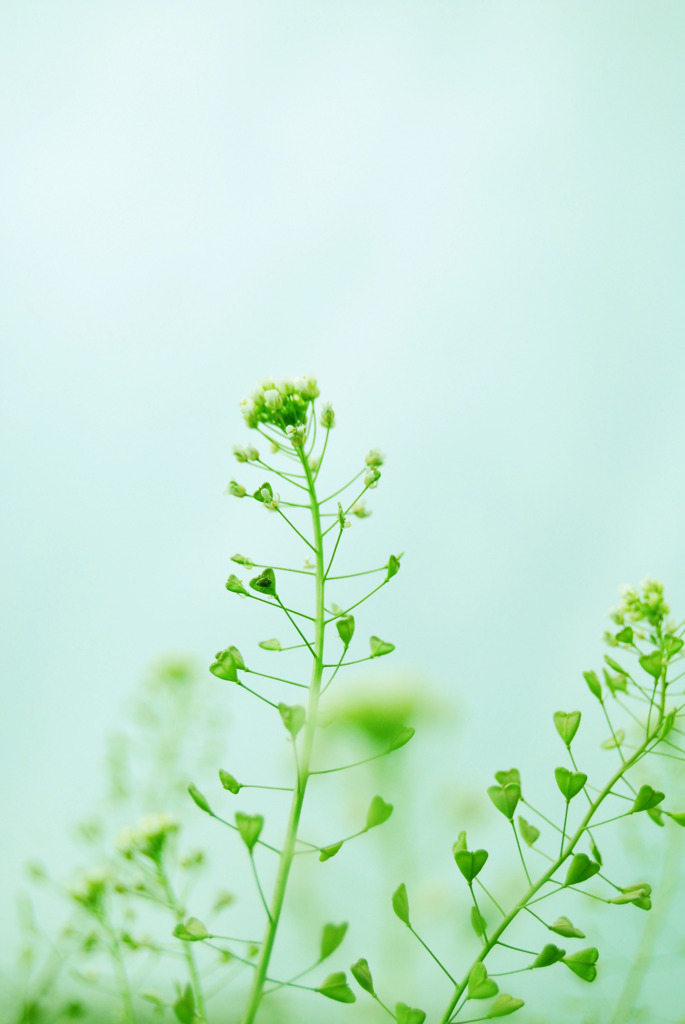 草