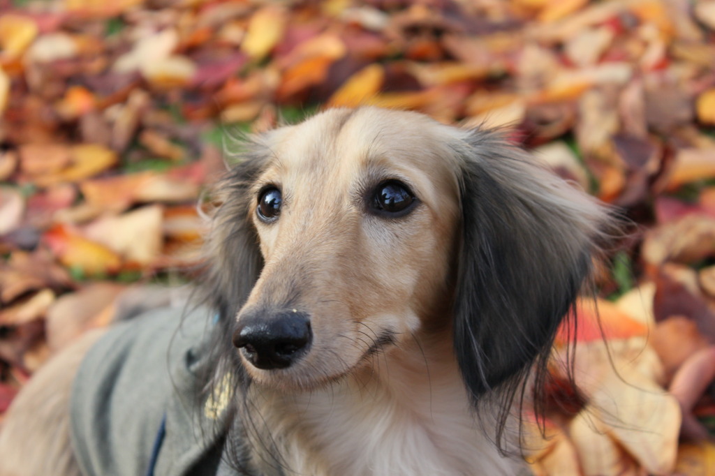 紅葉の中