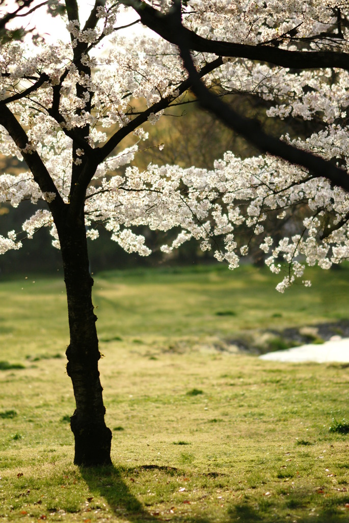 sakura