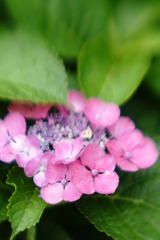 面白いレンズで紫陽花を撮った