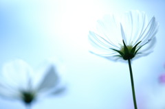 硝子の花びら