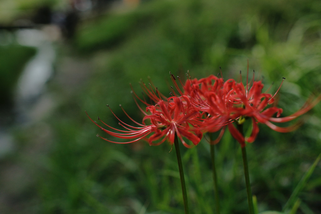 曼珠沙華