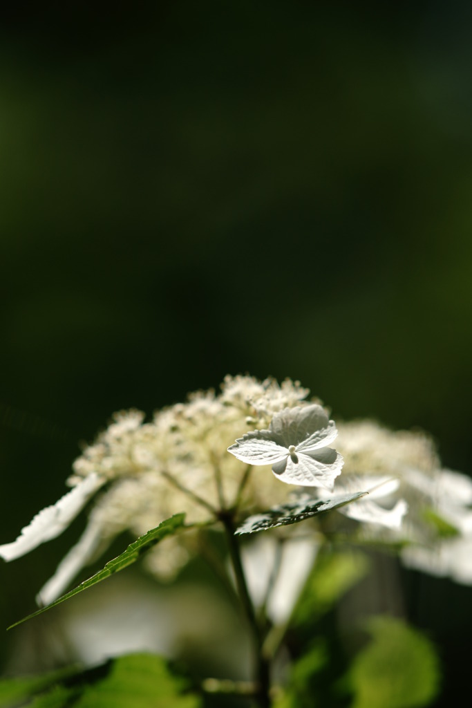 紫陽花