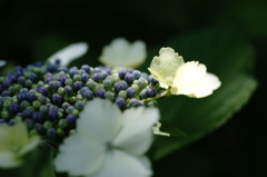 紫陽花