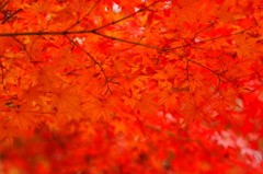 紅く燃える葉