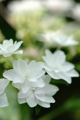 紫陽花