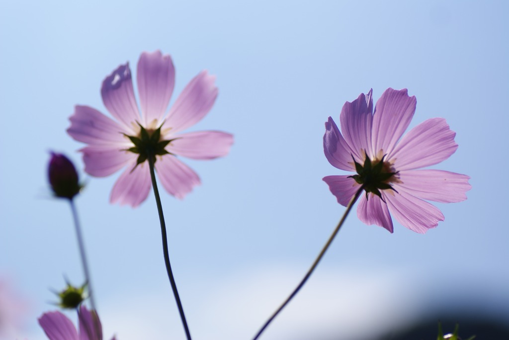 秋桜