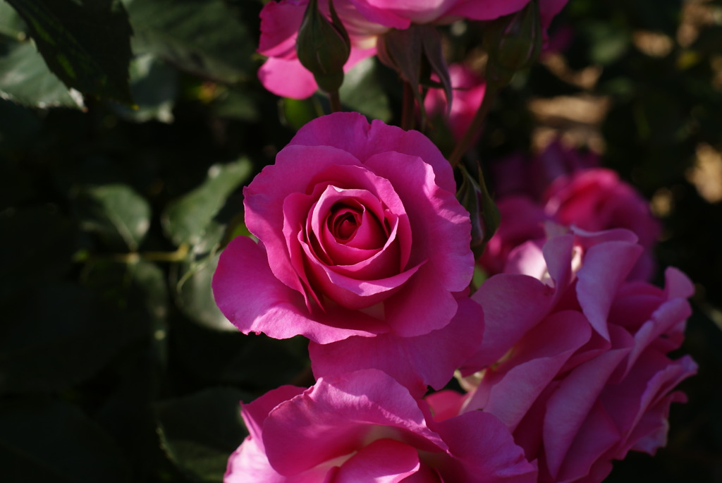 薔薇