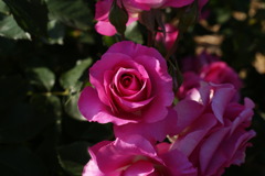 薔薇