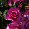 薔薇
