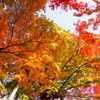 結願寺-大窪寺の紅葉