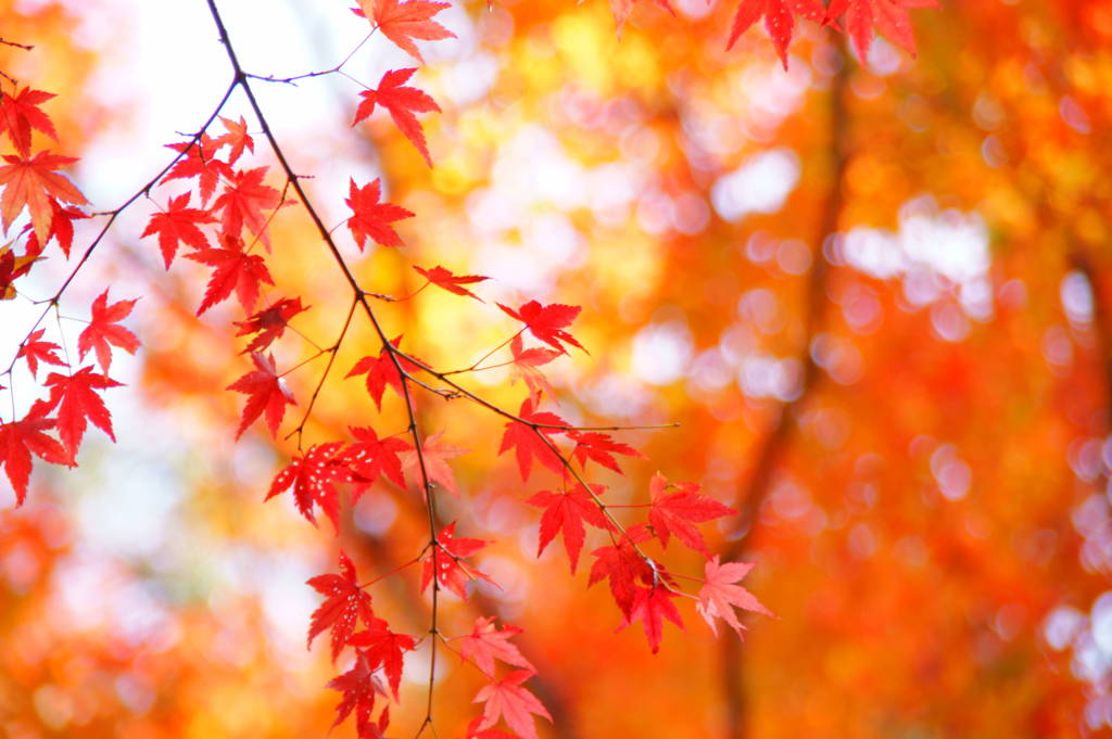 結願寺-大窪寺の紅葉