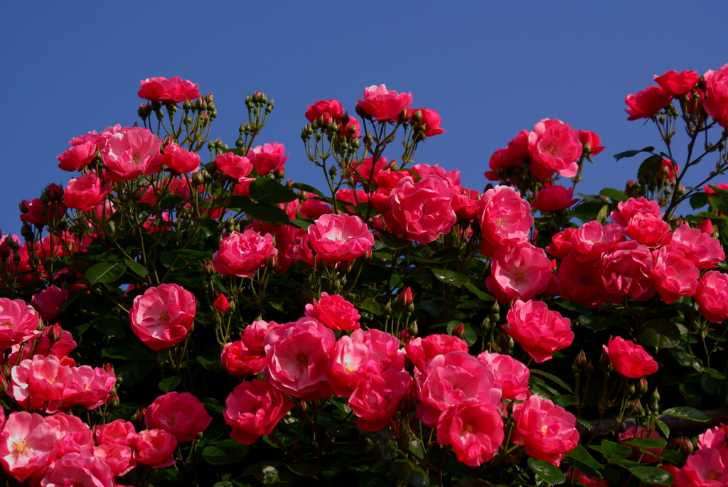 薔薇