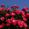 薔薇