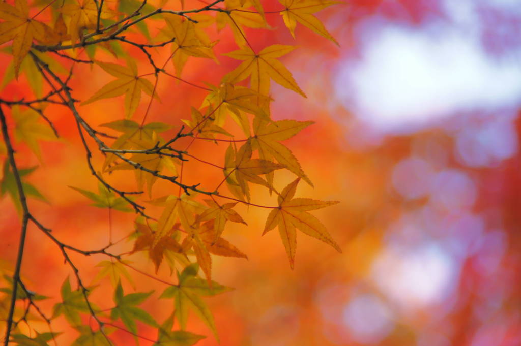 結願寺-大窪寺の紅葉