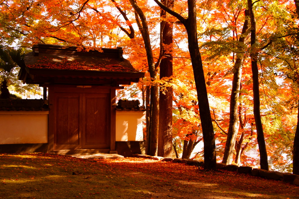 結願寺-大窪寺の紅葉