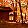 結願寺-大窪寺の紅葉