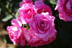 薔薇