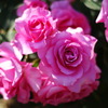 薔薇